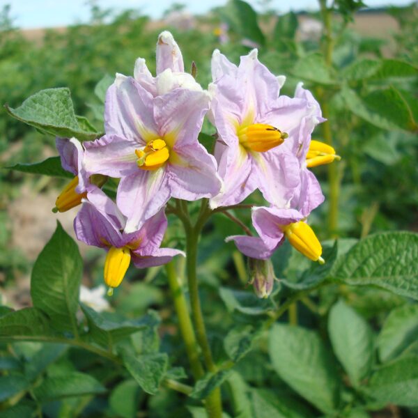 'Agrie Dzeltenie' ziedi