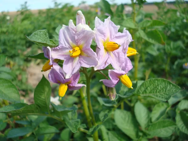 'Agrie Dzeltenie' ziedi
