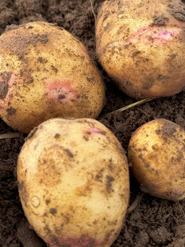 Kartupeļu šķirne 'Imanta', bumbuļi uz lauka
