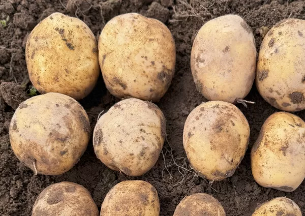 Kartupeļu šķirne 'Madara', bumbuļi