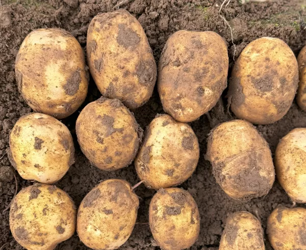 Kartupeļu šķirne 'Mandaga', bumbuļi