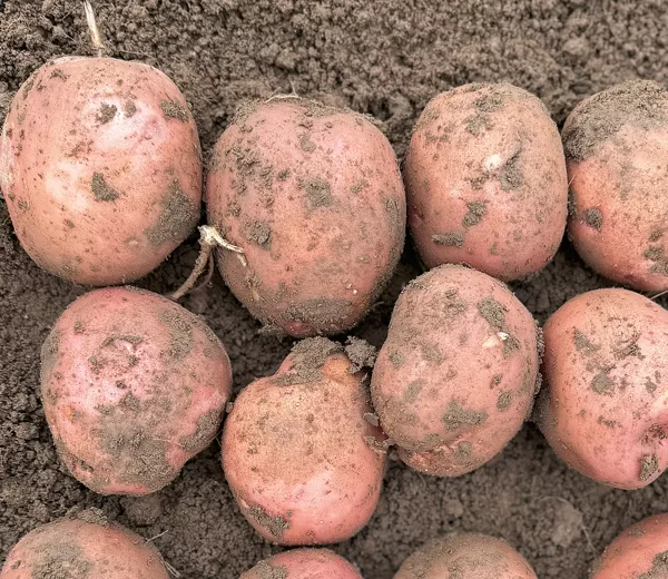 Kartupeļu šķirne 'Magdalena', bumbuļi