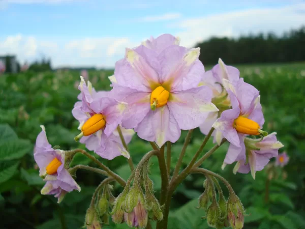 Kartupeļu šķirne 'Magdalena', ziedi