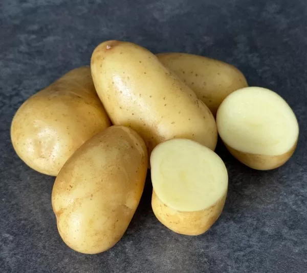 Kartupeļu šķirne 'Prelma", bumbuļi