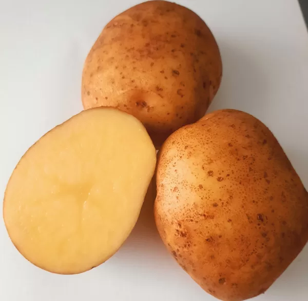 Kartupeļu šķirne 'Rigonda', bumbuļi