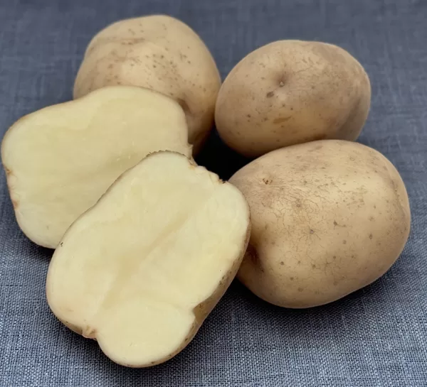 Kartupeļu šķirne 'Jogla', bumbuļi