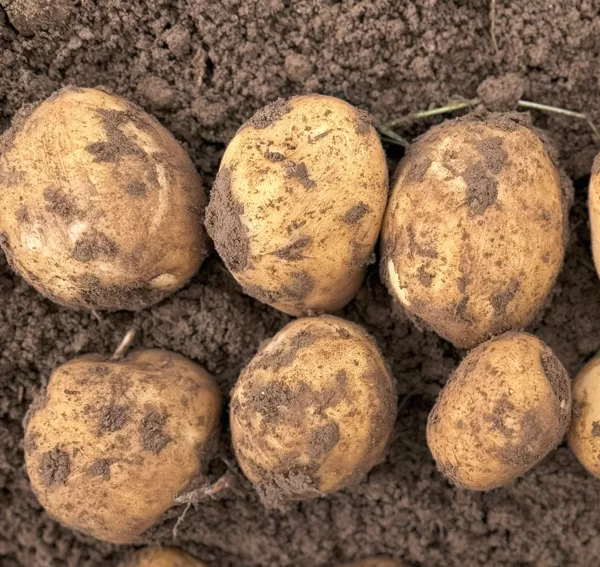 Kartupeļu šķirne 'Jogla', bumbuļi