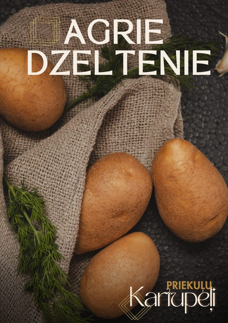 Priekuļu kartupeļu šķirne 'Agrie Dzeltenie'. Foto: I.Jaunalksne