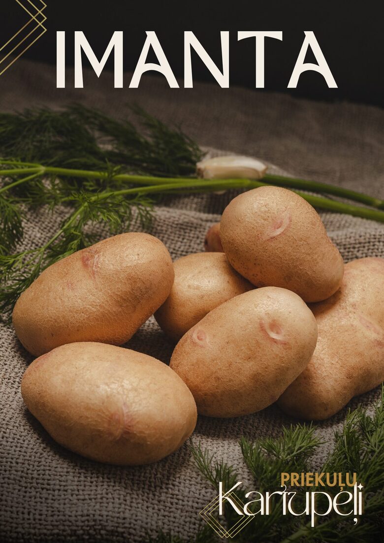 Priekuļu kartupeļu šķirne 'Imanta'. Foto: I.Jaunalksne