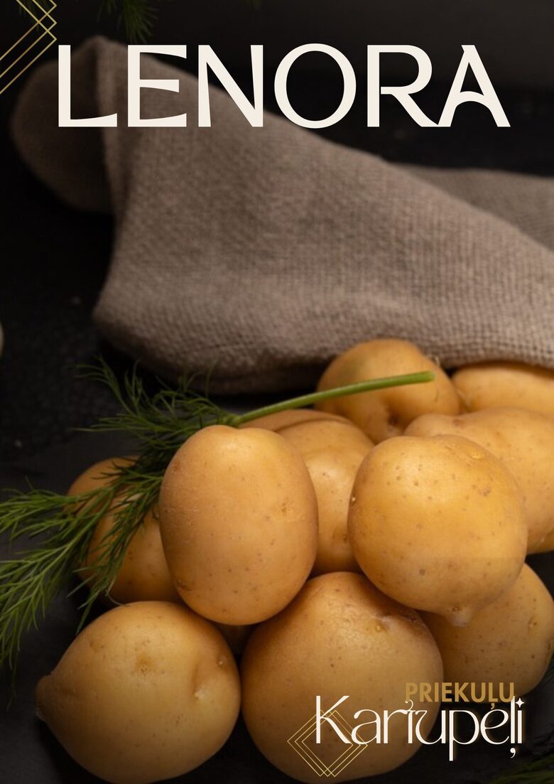 Priekuļu kartupeļu šķirne 'Lenora'. Foto: I.Jaunalksne