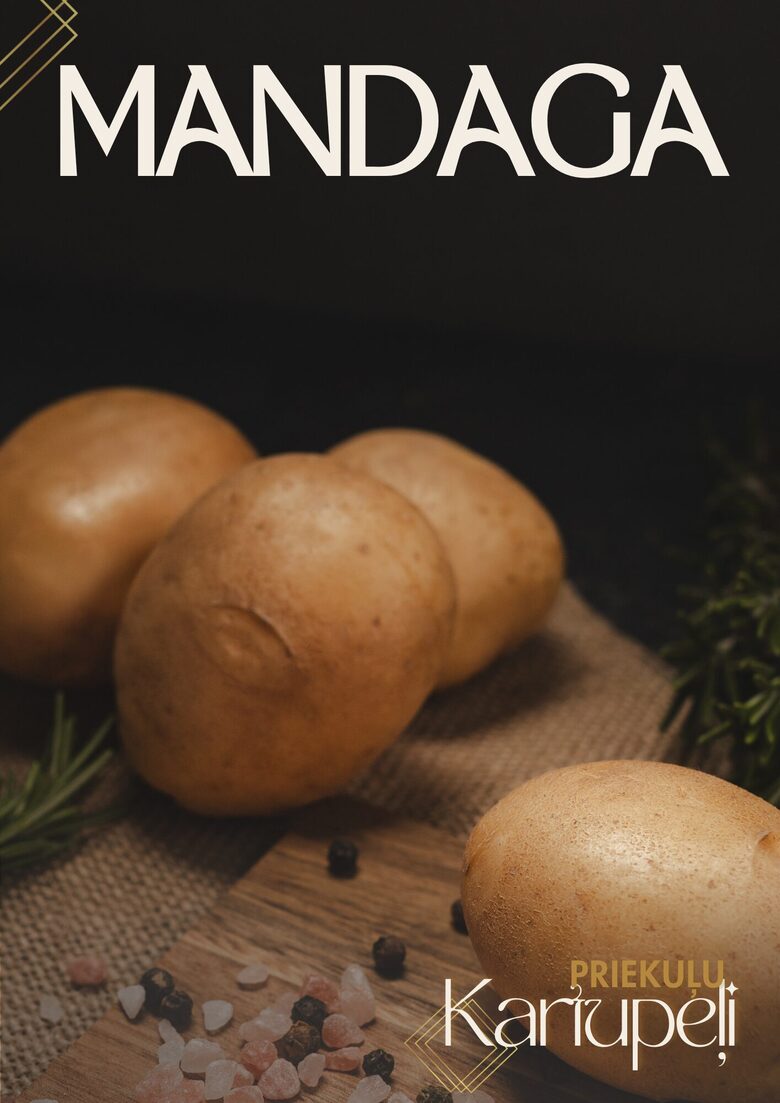Priekuļu kartupeļu šķirne 'Mandaga'. Foto: I.Jaunalksne