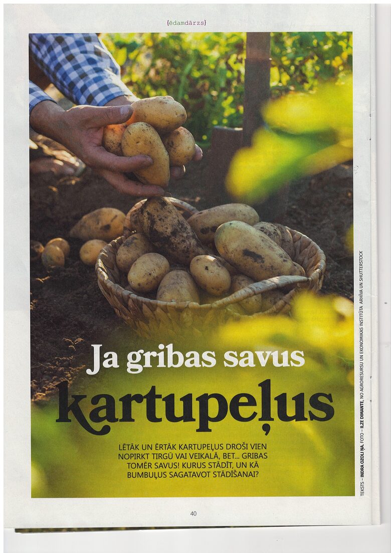 Kartupeļu audzēšana. Mans Dārzs