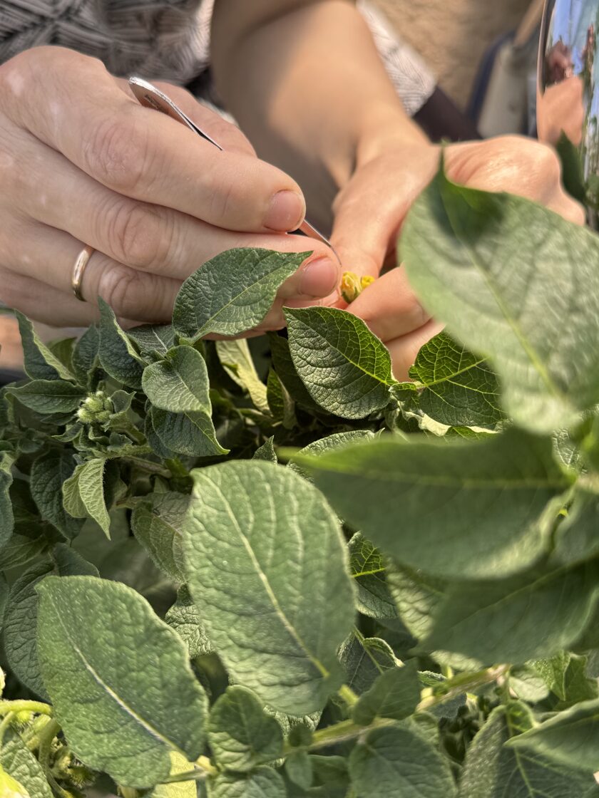 Kartupeļu selekcija, kartupeļu krusošana