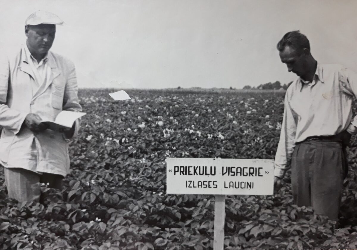 Priekulu_Visagrie. 20. gadsmita 50-ie gadi. Priekuļi. No AREI arhīva