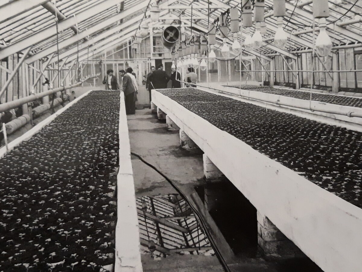 Priekuļu selekcijas siltumnīca. Kartupeļu sēklaudži. 20. gadsmita 80-ie gadi. no AREI arhīva